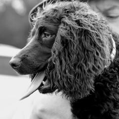 Boykin Spaniel Puppies from Indian Field Boykins
