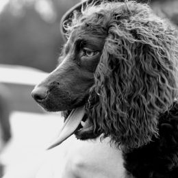 Boykin Spaniel Puppies from Indian Field Boykins