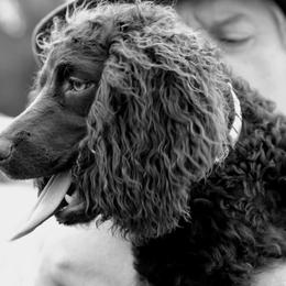 Boykin Spaniel Puppies from Indian Field Boykins