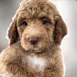 Sailor - Cream male Goldendoodle puppy in Escalon, California from Miley&Co.