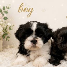 Shih Tzus from DESERT ROYAL SHIH TZU