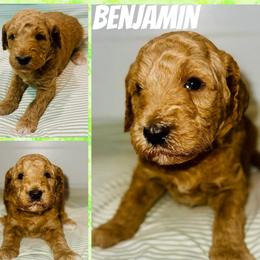 Benjamin - Red  male Goldendoodle puppy in Pasadena, Texas from Toledo Creek Doodles