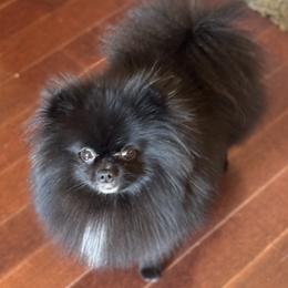 Jolene - Pomeranian