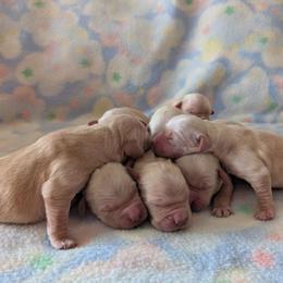 Emmi Boy 3 - Golden male Golden Retriever puppy in Niles, Michigan from Family Raised Goldens