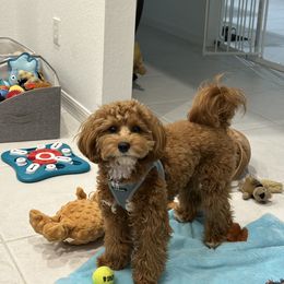 Cavapoo All Grown Up from Lone Pine Acres Cavapoo’s