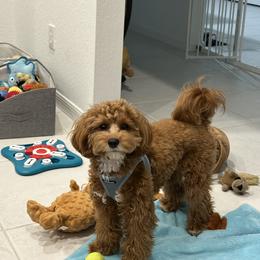Cavapoo All Grown Up from Lone Pine Acres Cavapoo’s