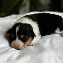 Pembroke Welsh Corgi Puppies from Lake Pepin Corgi's