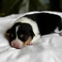 Pembroke Welsh Corgi Puppies from Lake Pepin Corgi's