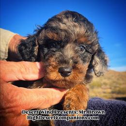Mr. Brown - Blue merle male Aussiedoodle puppy in Dolan Springs, Arizona from High Desert Companions
