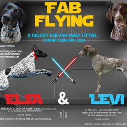 German Shorthaired Pointer puppies from Fabulous Flying Pointers