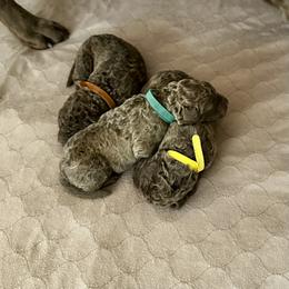 Aqua collar - Brown male Chesapeake Bay Retriever puppy in North Port, Florida from Whispering Oak Chesapeakes