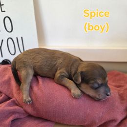 Spice - Sable male Poodle puppy in Taylors, South Carolina from Sosebees toy & mini poodles
