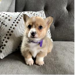 Pembroke Welsh Corgi Puppies from Lucky Pups Corgis
