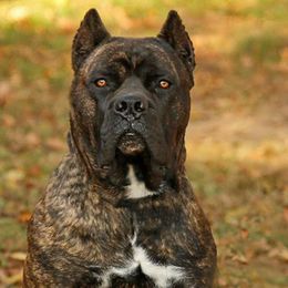 Cane Corso and French Bulldogs from Alasdair
