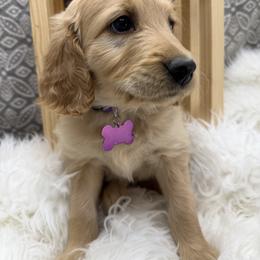 Vivienne - Apricot female Goldendoodle puppy in Boise, Idaho from Goldendoodle Baby
