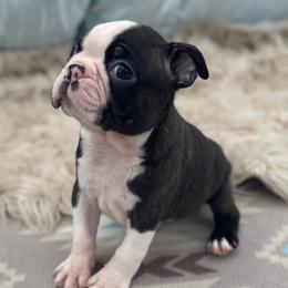 Draco - Seal brindle and white male Boston Terrier puppy in Purdy, Missouri from Shotgun Pups
