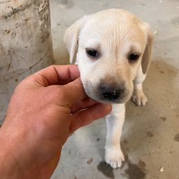 Girl 8 - female Labrador Retriever puppy in Goldendale, Washington from Mountain View Kennels