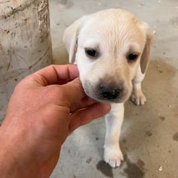 Girl 8 - female Labrador Retriever puppy in Goldendale, Washington from Mountain View Kennels