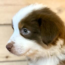 Miniature Australian Shepherds from Happy-Go-Lucky Homestead
