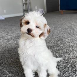 Rick - Parti male Goldendoodle puppy in St. George, Utah from Utah Mini Doodles