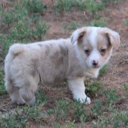 Sable Bluie Merle - Sable merle and white female American Corgi puppy in Clovis, New Mexico from Sweet & Salty Cowdogs