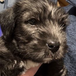 Glen of Imaal Terrier Puppies from Galore Glens