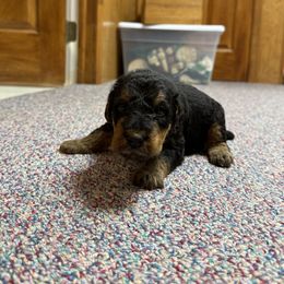 Teal - Black and tan male Airedale Terrier puppy in Hackettstown, New Jersey from Allie’s Airedales