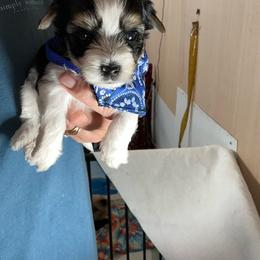 Boy 1 - Black tan and white male Biewer Terrier puppy in Douglas, Georgia from Southern Georgia Yorkies and biewers