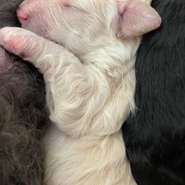Pax - Companion Cross puppy from CocoPuff Breeders