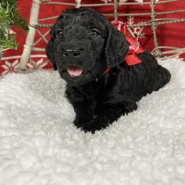 Aussiedoodle and Goldendoodle Puppies from Dandy Doodle Ranch