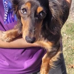 Reese - Black and tan female Dachshund puppy in Randolph, Texas from Spindle's Little Treasures