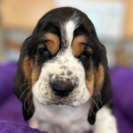 Girl 5 - Basset Hound puppy in Gilbert, Arizona from Redhead Hounds