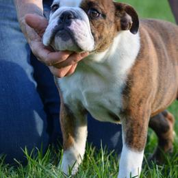 Maggie May - Red brindle and white female Bulldog puppy in Fleetwood, Pennsylvania from D and D Bulldogs