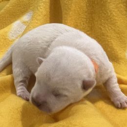 Boy 4 - White West Highland White Terrier puppy in Hurricane, Utah from CC Leslie’s Westie’s