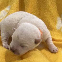 Boy 4 - White West Highland White Terrier puppy in Hurricane, Utah from CC Leslie’s Westie’s