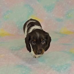 Dachshund Puppies from Newbern's Nuggets