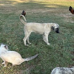 Girl 1 - Anatolian Shepherd Dog puppy in Texas from Faithful & True Ranch