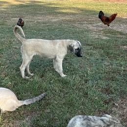 Girl 1 - Anatolian Shepherd Dog puppy in Texas from Faithful & True Ranch