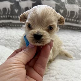 Poppy - Cafe au lait male Maltipoo puppy in Fredericksburg, Ohio from Edna Keim