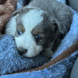 Miniature Australian Shepherd Puppies from SR Toy & Mini Aussies