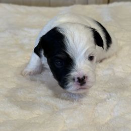 Boy 4 - Black and white male Havanese puppy in Elkins, Arkansas from Havana Knights Havanese