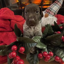Pinecone - German Shorthaired Pointer puppy in Weeki Wachee, Florida from River Ridge GSP