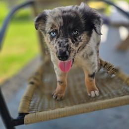 Anna - Blue merle female Australian Shepherd puppy in Wrightsville, Georgia from Wild Magnolia Farms Aussies