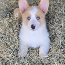 American Corgi, Cane Corso, Pembroke Welsh Corgi, and Rhodesian Ridgeback Puppies from Diamondcrest Inc