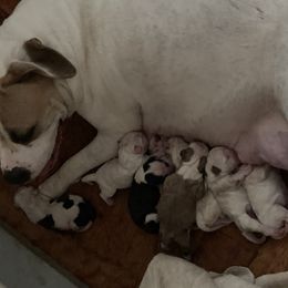 Boy 1 - White male American Bulldog puppy in Pace, Florida from Genesis American Bulldogs