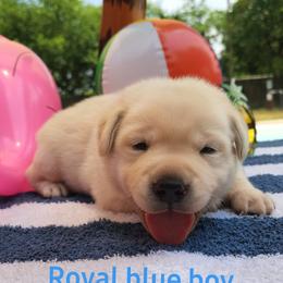 Labrador Retriever Puppies from Texas Finest English Labradors