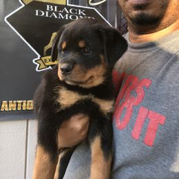 Rottweiler Puppies from Black Diamond Excellence Rottweilers