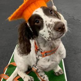 English Cocker Spaniels from Animal Rehabilitation, Therapy, Sports Medicine