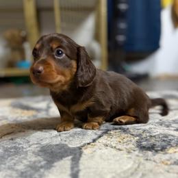 Reese - AKC - Chocolate and tan male Dachshund puppy in Sterling, Colorado from Country Chics Doxies