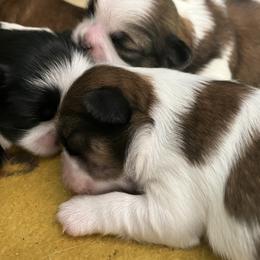 Shih Tzu Puppies from Simply Shih Tzu